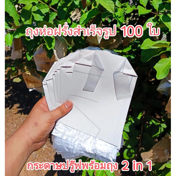 ถุงกระดาษห่อฝรั่งแบบสำเร็จรูป 100 ใบ ตัวกระดาษเป็นกระดาษปรู๊ฟ ถุงด้านในเจาะรูเเล้ว กันฝน กันเเดด ได้ดีมาก ขนาด 6x12
