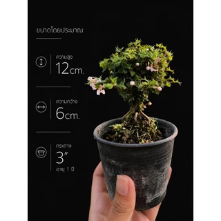 ชาปัตตาเวีย (Singapore holly./Malpighia coccigera.)🌸 บอนไซจิ๋ว กระถาง 3"