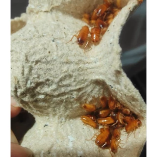 3ed Runner เรoรันเนอร์ (Turkestan cockroach) 10-25 กรัม