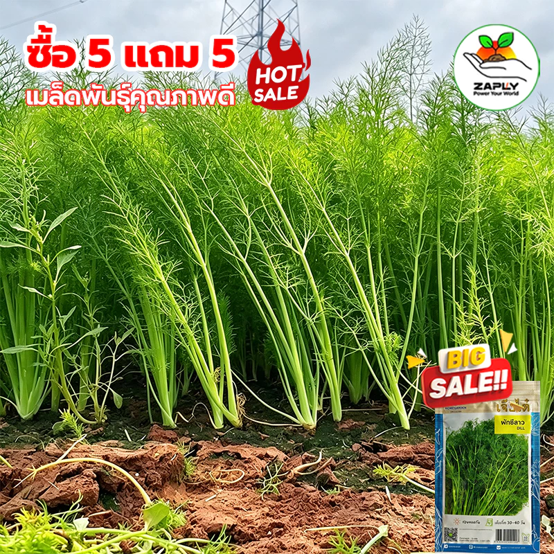 【ซื้อ 5 แถม 5 ฟร】🔥1000 เมล็ด เมล็ดผักชีลาว กลิ่นหอมเป็นพิเศษ ปลูกง่าย อัตตราการงอกสูง เก็บเกี่ยวผลผลิดได้นาน ผักชี