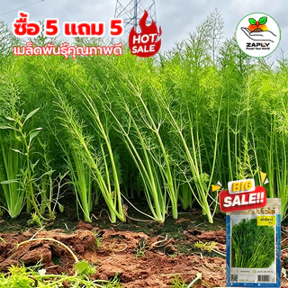 【ซื้อ 5 แถม 5 ฟร】🔥1000 เมล็ด เมล็ดผักชีลาว กลิ่นหอมเป็นพิเศษ ปลูกง่าย อัตตราการงอกสูง เก็บเกี่ยวผลผลิดได้นาน ผักชี