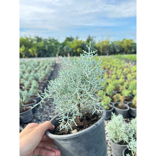 บลูไอซ์ / Blueice cypress 5.5 นิ้ว เหลือสายพันญี่ปุ่น ☀️✅