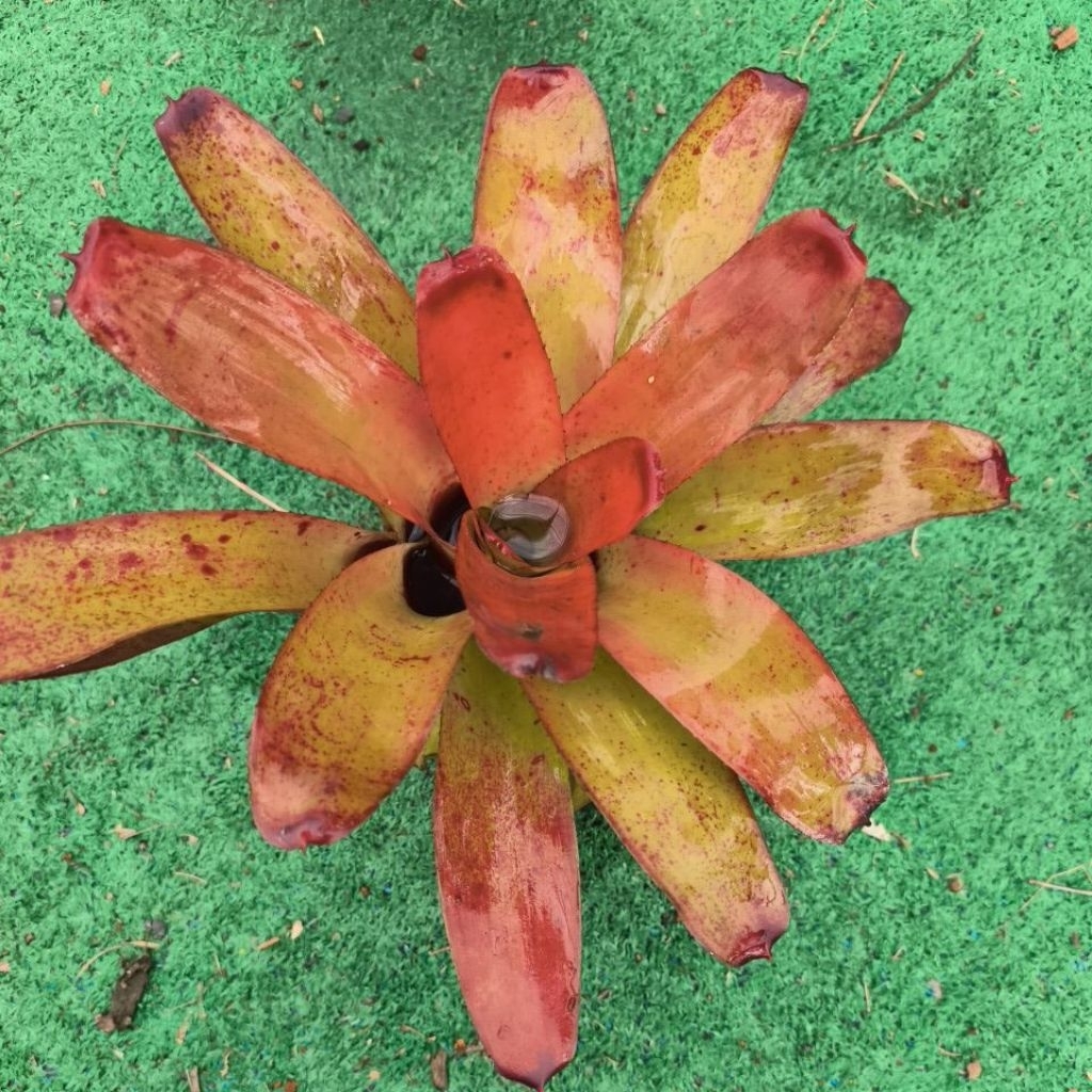 Neoregelia 'Fireball'