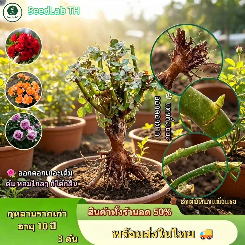 สินค้าพร้อมส่งจากไทย ต้นกุหลาบรากแก่10ปี/3 ต้น ดอกใหญ่หลายสี บานตลอดปี ปลูกสวนระเบียงได้ มือใหม่เลี้ยงง่าย
