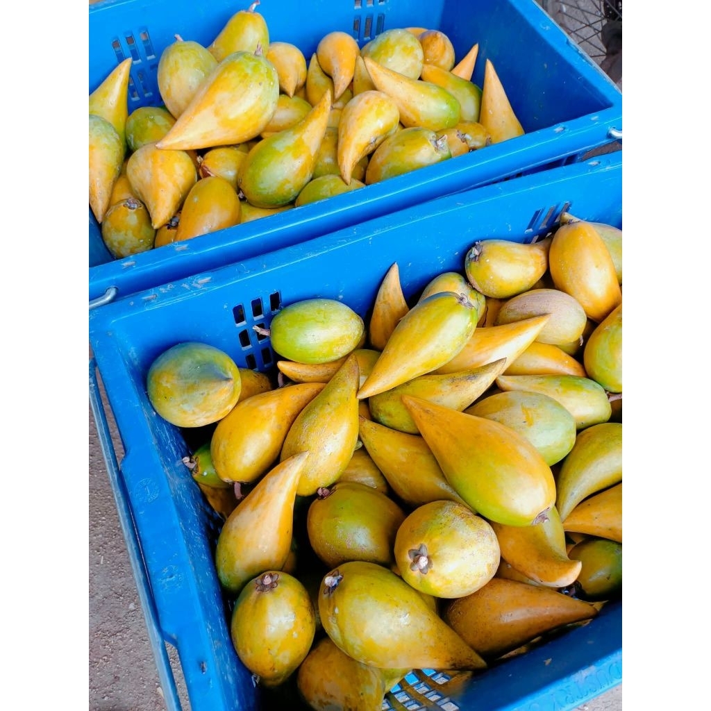 เซียนท้อ/ม่อนไข่ กล่อง 4 โล
