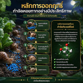 🔥รุ่นยอดฮิต กำจัดหอย 500g สลายตัวเร็วจึงทำให้ไม่มีสารพิษตกค้างในพืชและสภาพแวดล้อม ยาฆ่าหอย เหยื่อกำจัดหอย ยาฆ่าหอยทาก