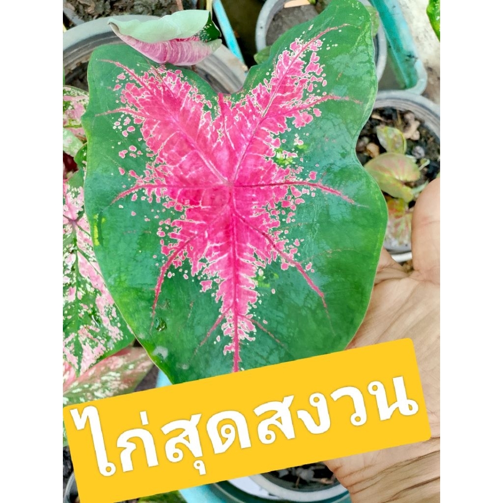 บอนสี ตระกูล "ไก่" ไม้แยกหน่อต้นใหญ่/ห่อตุ้มกัดสีแล้ว