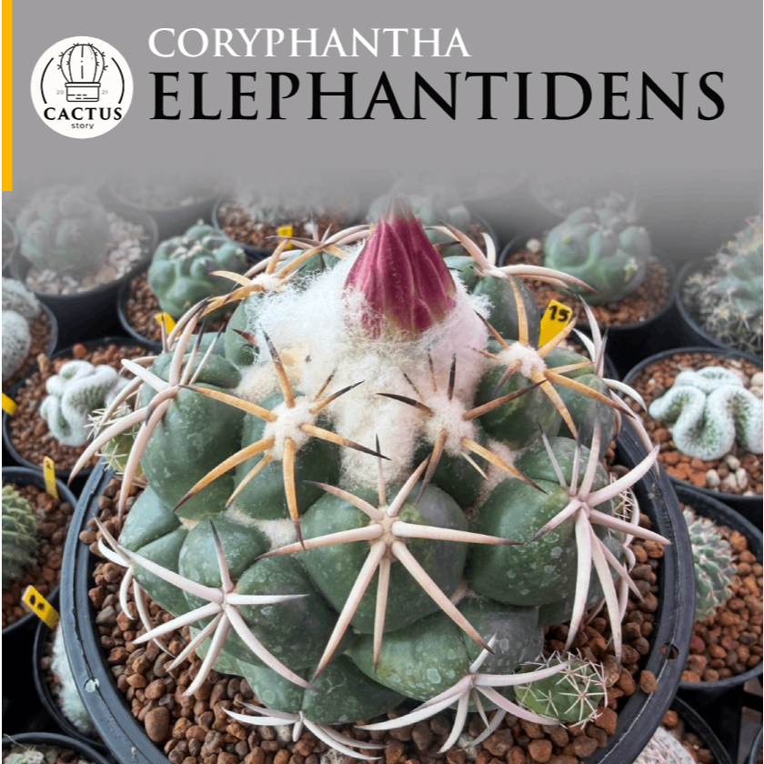 Coryphantha elephantidens​ ไม้เมล็ดหนามหนากระถาง 5-6 นิ้ว