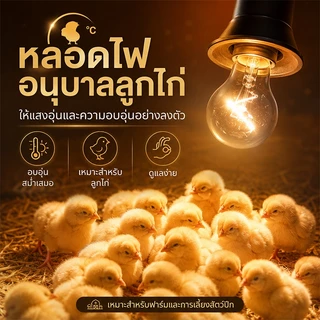 หลอดไฟไส้สแตน ขั้วE27 25W-200W หลอดไฟใส ให้แสงวอร์ม เหมาะเลี้ยงลูกไก่ ให้ความอบอุ่น ใช้ไฟ 200‑250V มาตรฐานอุตสาหกรรมไทย