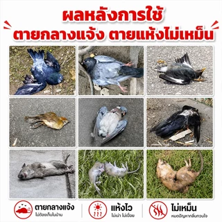 บอกลาขี้นกที่กวนใจ ยาเบื่อ นกพิราบ ยาฆ่านกพิราบ ทำลายอวัยวะภายในตายใน 1วัน แห้งเร็วและไม่มีกลิ่น เหยื่อกำจัดนกพิราบ