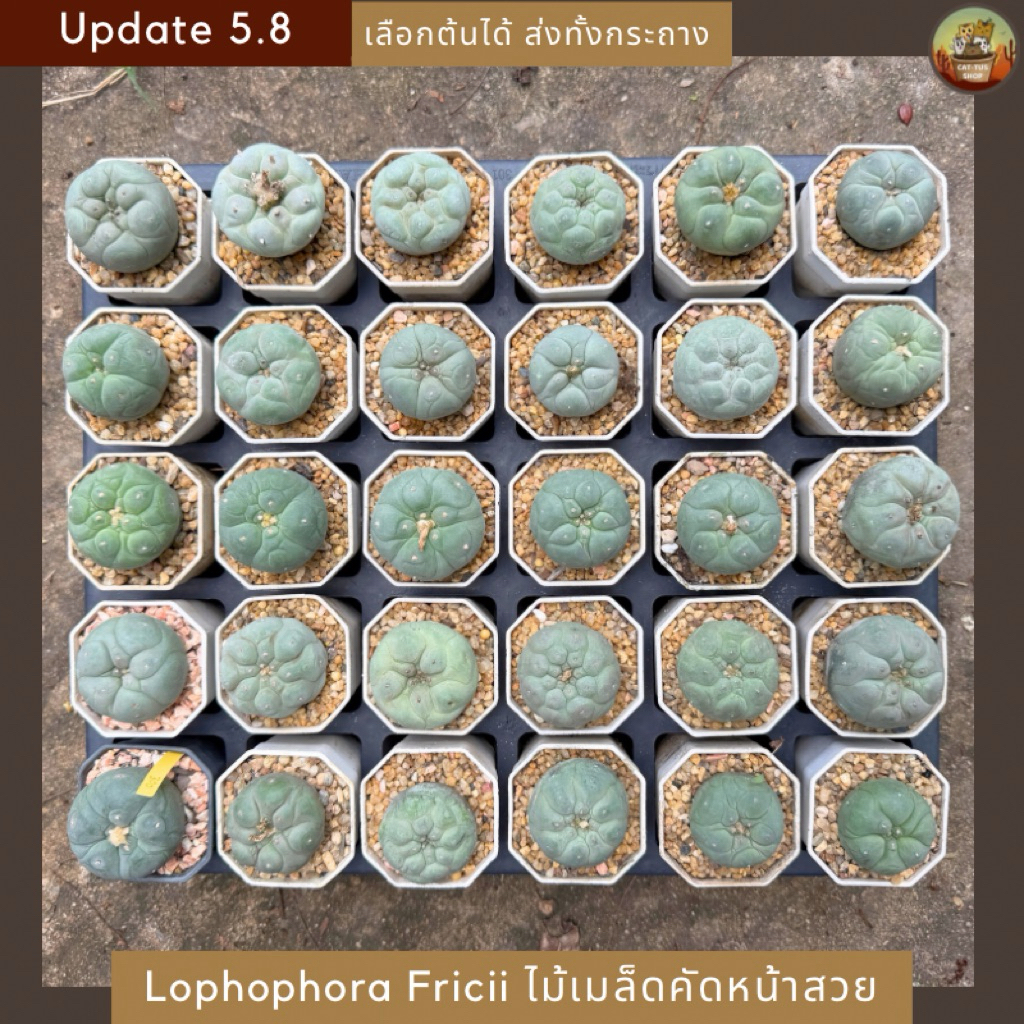 [ Update 5.8 ] Lophophora fricii ไม้เมล็ด คัดหน้ายับๆ ลูก Yatakai & Tanenaka โลโฟ ฟริซิอาย สั่งทั้งกระถาง cactus