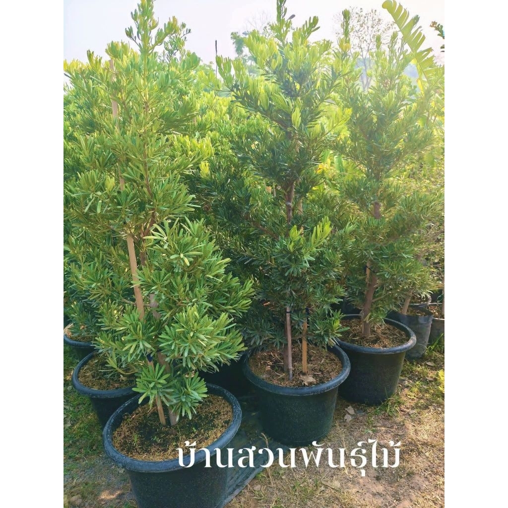 ต้นสนใบพาย ต้มสูง 1.3-1.5 เมตร กระถาง 15 นิ้ว