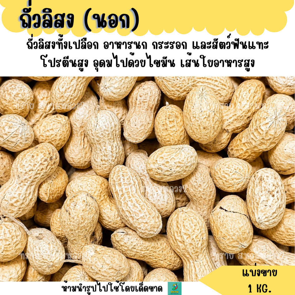 ถั่วลิสงนอก (แบ่งขาย 1 KG.) ถั่วลิสงทั้งเปลือก อาหารนก กระรอก และสัตว์ฟันแทะ