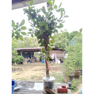 ต้นแก้วเจ้าจอมพันธุ์6+4(10ใบ) สูง 70 cm.