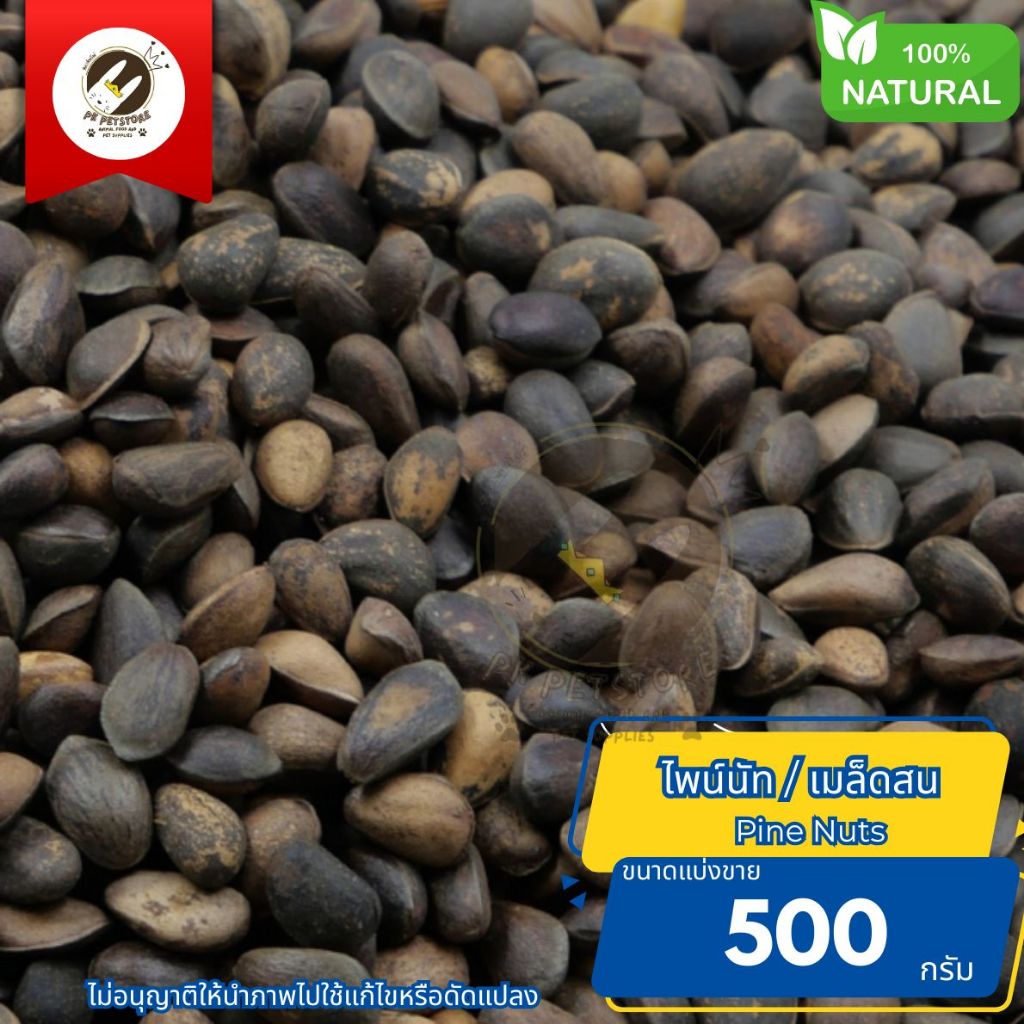 Pine Nuts ไพน์นัท ธัญพืช เมล็ดสนเกรดพรีเมียม Seed ขนาด500กรัม อาหารเสริมโปรตีนและไขมันดี สำหรับนกและสัตว์เลี้ยง