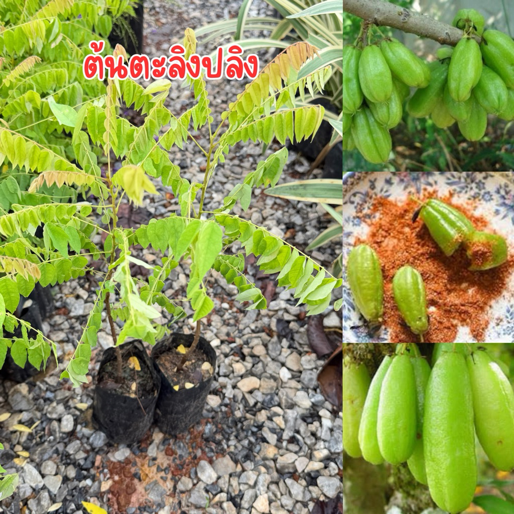 ต้นตะลิงปลิง ถุงเล็ก สูง20เซน  พร้อมส่ง พร้อมปลูกครับ พืชผล