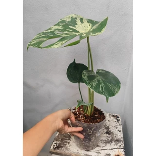 Monstera Deliciosa Bulbasaur (มอนเตอร์ร่าบัลบาซอร์) ส่งต้นตามรูป