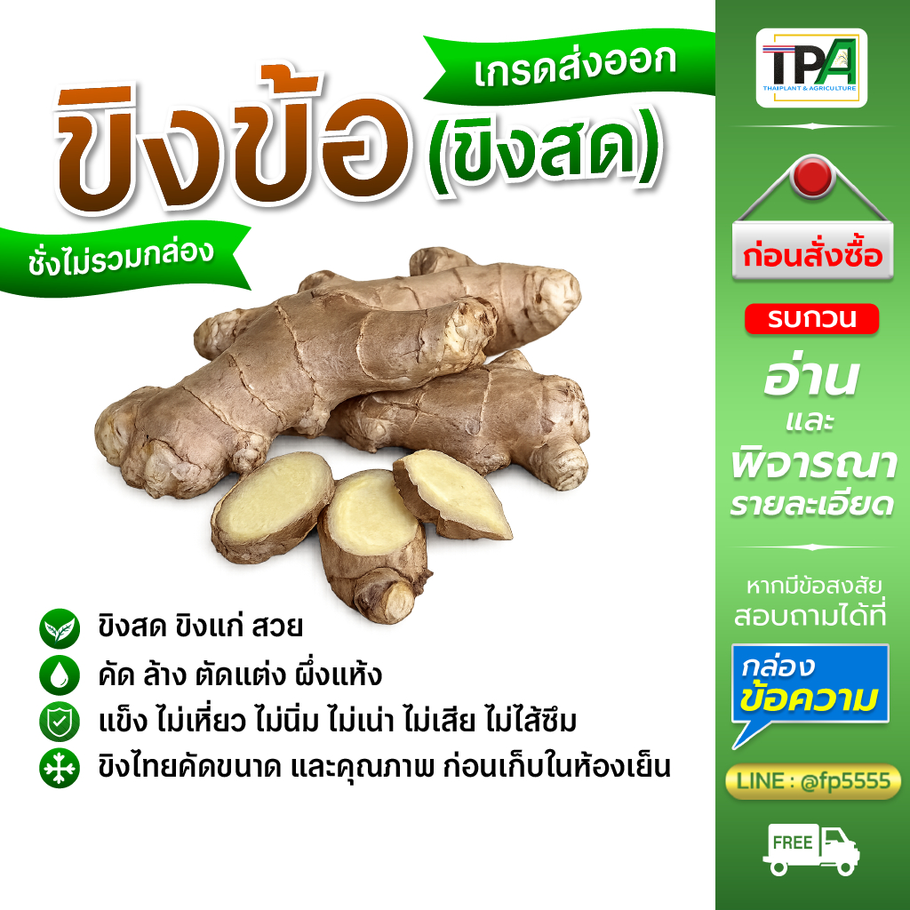 ขิงข้อ (A01) Fresh Ginger สวย ตัดแต่ง ล้างผึ่งแห้ง ไม่เน่า ไม่นิ่ม 1, 2, 3, 4, 5 กก./Kg.  สินค้าไทย
