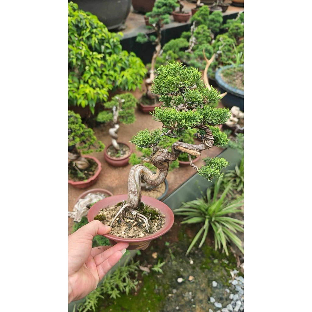 itoigawa shimpaku juniper