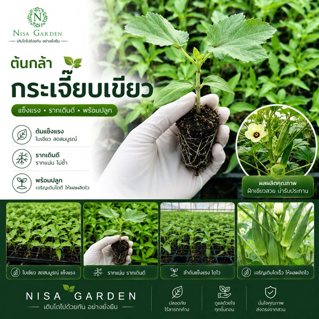 Nisa Garden ต้นกล้ากระเจี๊ยบเขียว ต้นเตี้ย F1 รากเยอะ พร้อมปลูก 🔥(ซื้อ 10 แถมฟรี 2 )🔥