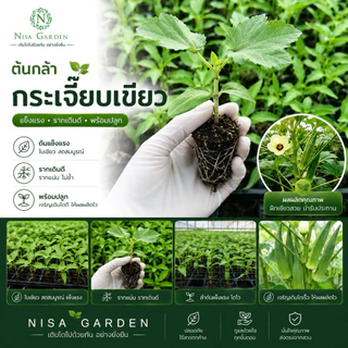 Nisa Garden ต้นกล้ากระเจี๊ยบเขียว ต้นเตี้ย F1 รากเยอะ พร้อมปลูก 🔥(ซื้อ 10 แถมฟรี 2 )🔥