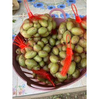 ✨มะกอกป่า✨มะกอกใส่ส้มตำ 1 กิโลกรัม ผลสดลูกแก่จัดจากต้นพร้อมส่ง