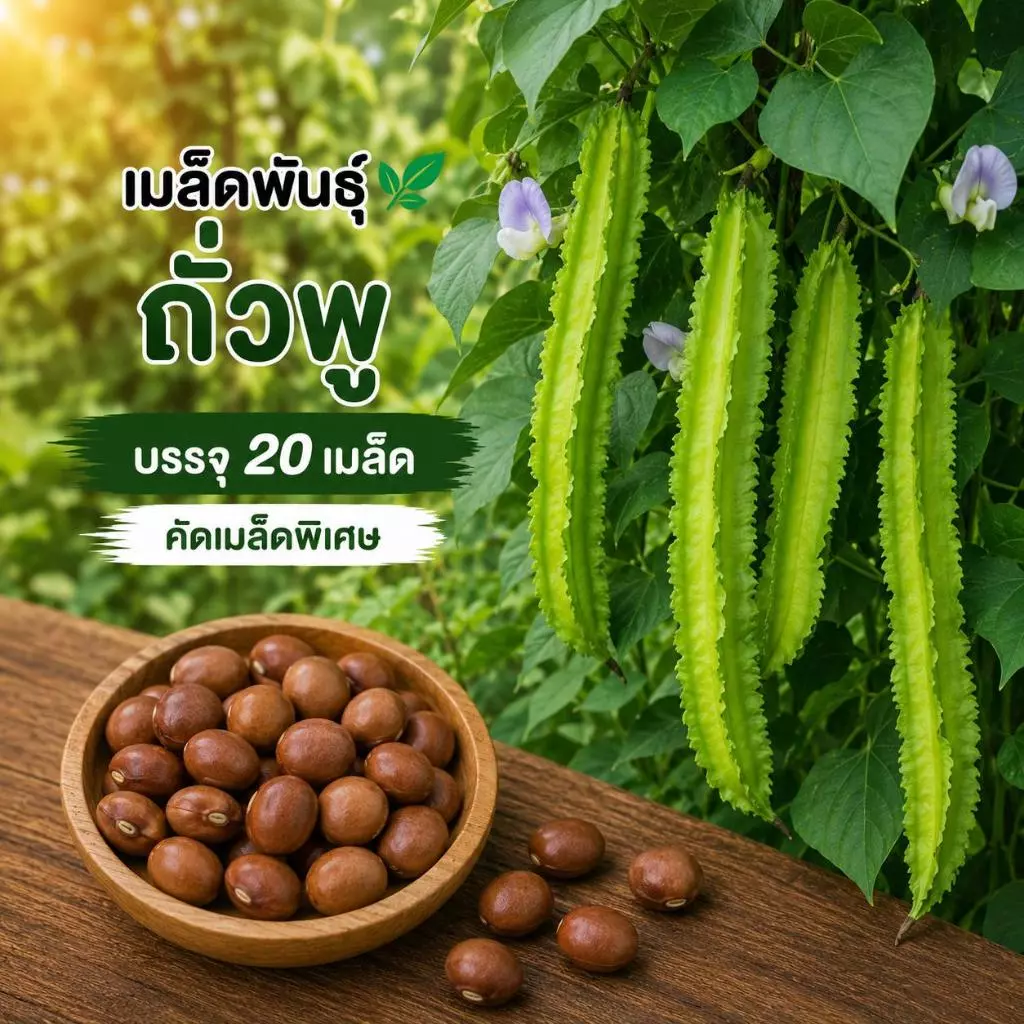 เมล็ดพันธ์ุ ถั่วพูเขียว ถั่วพูหวาน ถั่วพูกรอบ ปลูกง่ายงอกดีมาก บรรจุซองละ 20 เมล็ด