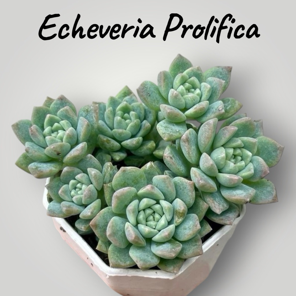 Echeveria prolifica ไม้อวบนำ้ น่ารักๆ กระถาง 2 นิ้ว