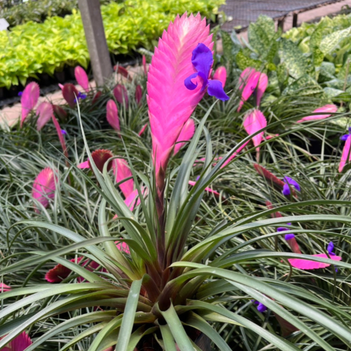 สับปะรดสีไซยาเนีย หรือ ทิเลนเซีย สับปะรดสีหายาก ดอกสีชมพูสดใส Pink quill, Tillandsia lindenii