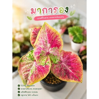 (อัพ16/8/69 )(1)(ส่งภายใน2วัน)รวมบอนสี บอนด่างสวย บอนป้าย กระถาง 4 นิ้ว บอนมีชื่อ บอนสีลูกไม้