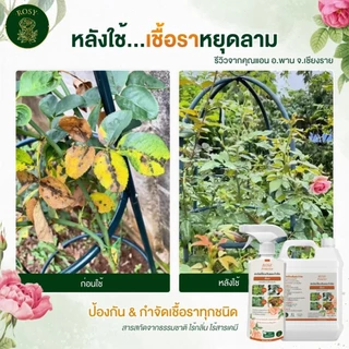 Rosy เซ็ทคู่ป้องกันและกำจัดเชื้อรา [500 + 1000 ML] กุหลาบใบเหลือง มีจุดดำ ราใบจุด ราน้ำค้าง ไม่ทำให้ใบไหม้ สำหรับกุหลาบ