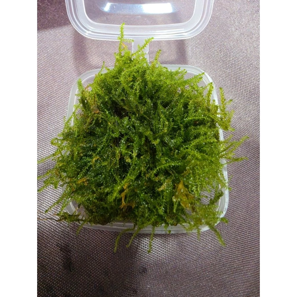 มอสน้ำคริสต์มาส ประดับตู้ปลา ถ้วย 3 ออน thumbnail 3