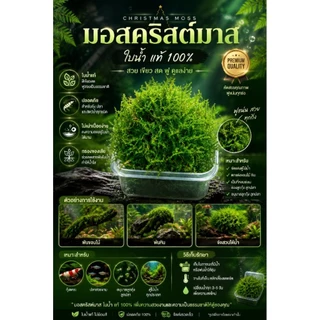 🍀มอสน้ำ🍀คริสต์มาส🌿ประดับตู้ปลา🌸งานจัดสวน🌸ขนาดถ้วย 3 ออน