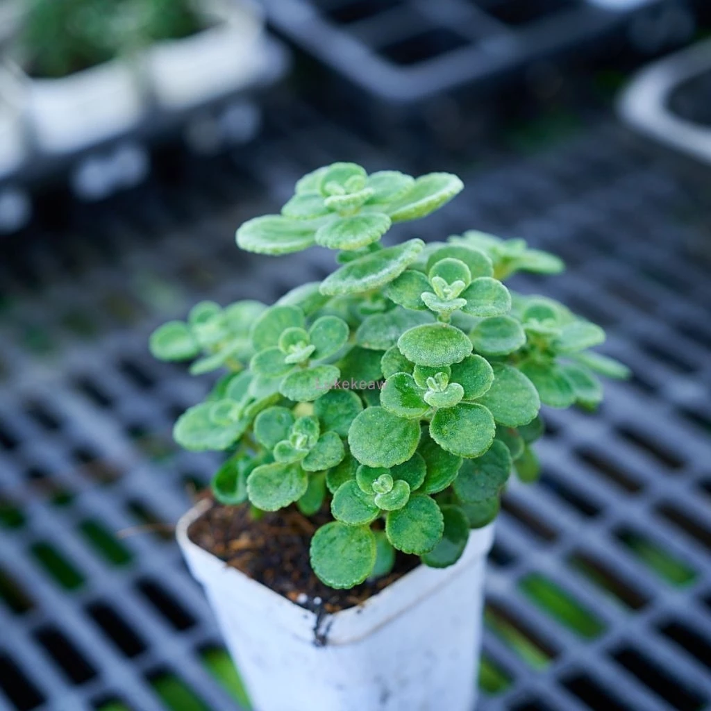 วิคส์ (Vicks Plant) ต้นวิคส์หอม วิคส์หอมต้นไม้สู้หวัดกลิ่นเมทอล กระถาง3นิ้ว