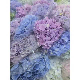 [ สินค้าพร้อมจัดส่งด่วน ] ดอกไฮเดรนเยียหัวใหญ่ๆ ดอกไม้สด
