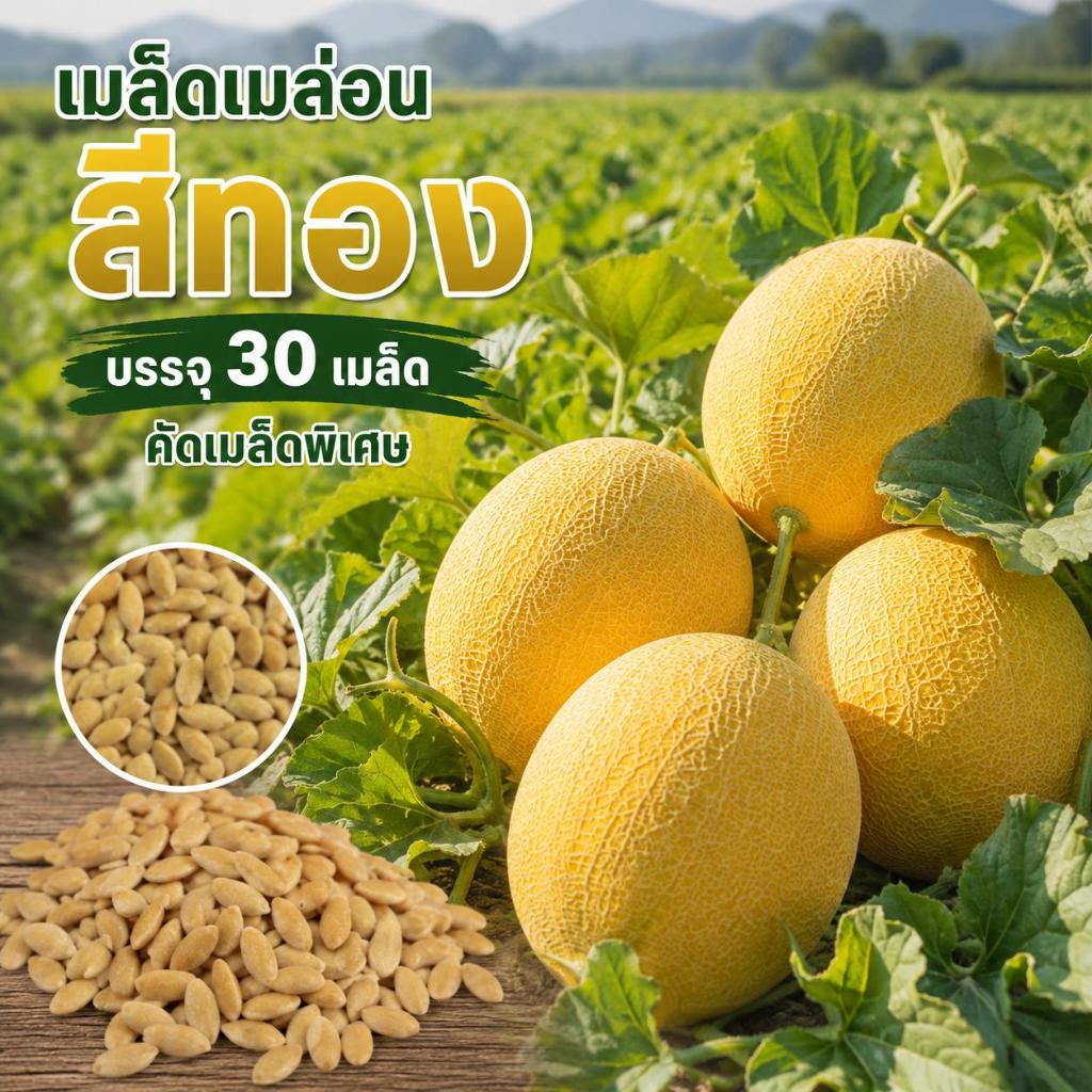 เมล่อนญี่ปุ่นพันธุ์สีทอง ซองละ 30 เมล็ด