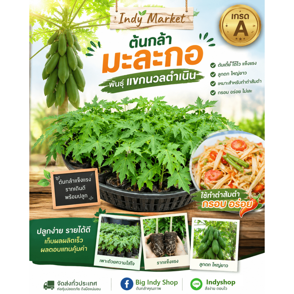ต้นมะละกอแขกนวล ลูกดก ส้มตำอร่อย [1 แพค 6 ต้น] [เพาะโดยชาวสวน]