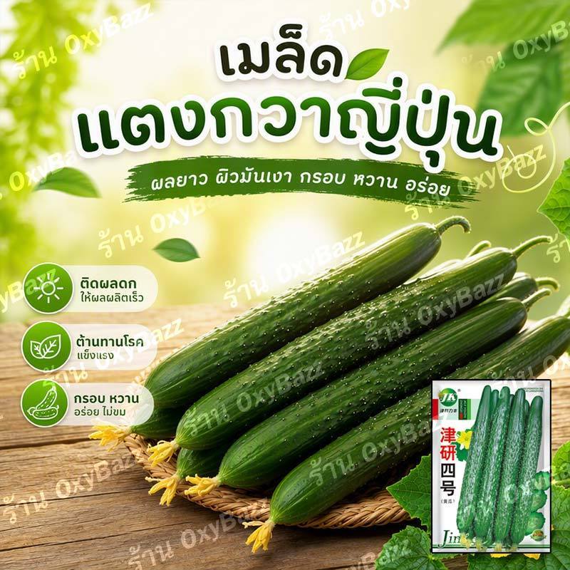 เมล็ดแตงกวาญี่ปุ่น 50 เมล็ด แตงกวายาว กรอบหวาน ลูกดก ปลูกง่าย โตไว
