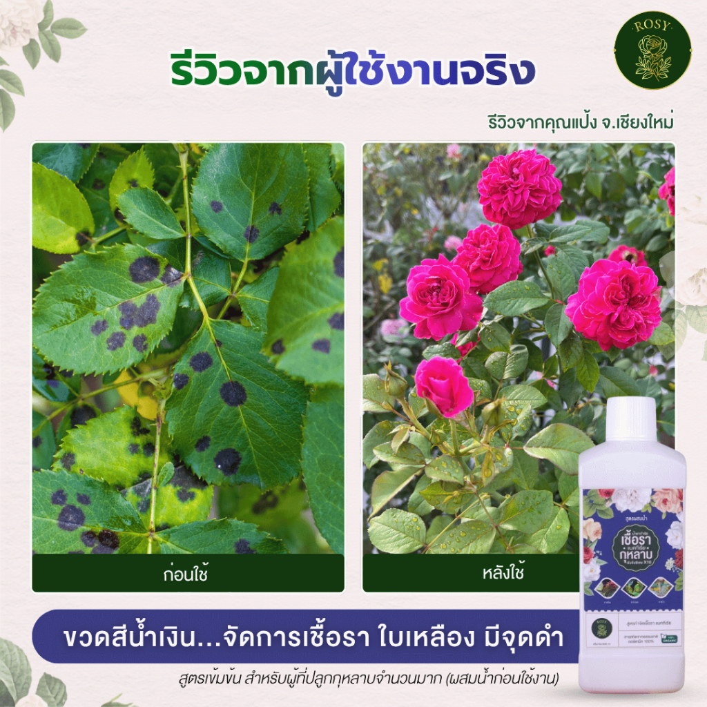 Rosy เซ็ทคู่สูตรผสมน้ำ [เลือกสูตร] บำรุงกุหลาบ กำจัดเพลี้ยไฟ กำจัดเชื้อรา ปุ๋ยกุหลาบ สำหรับผู้ที่ปลูกกุหลาบจำนวนมาก รูปที่ 4