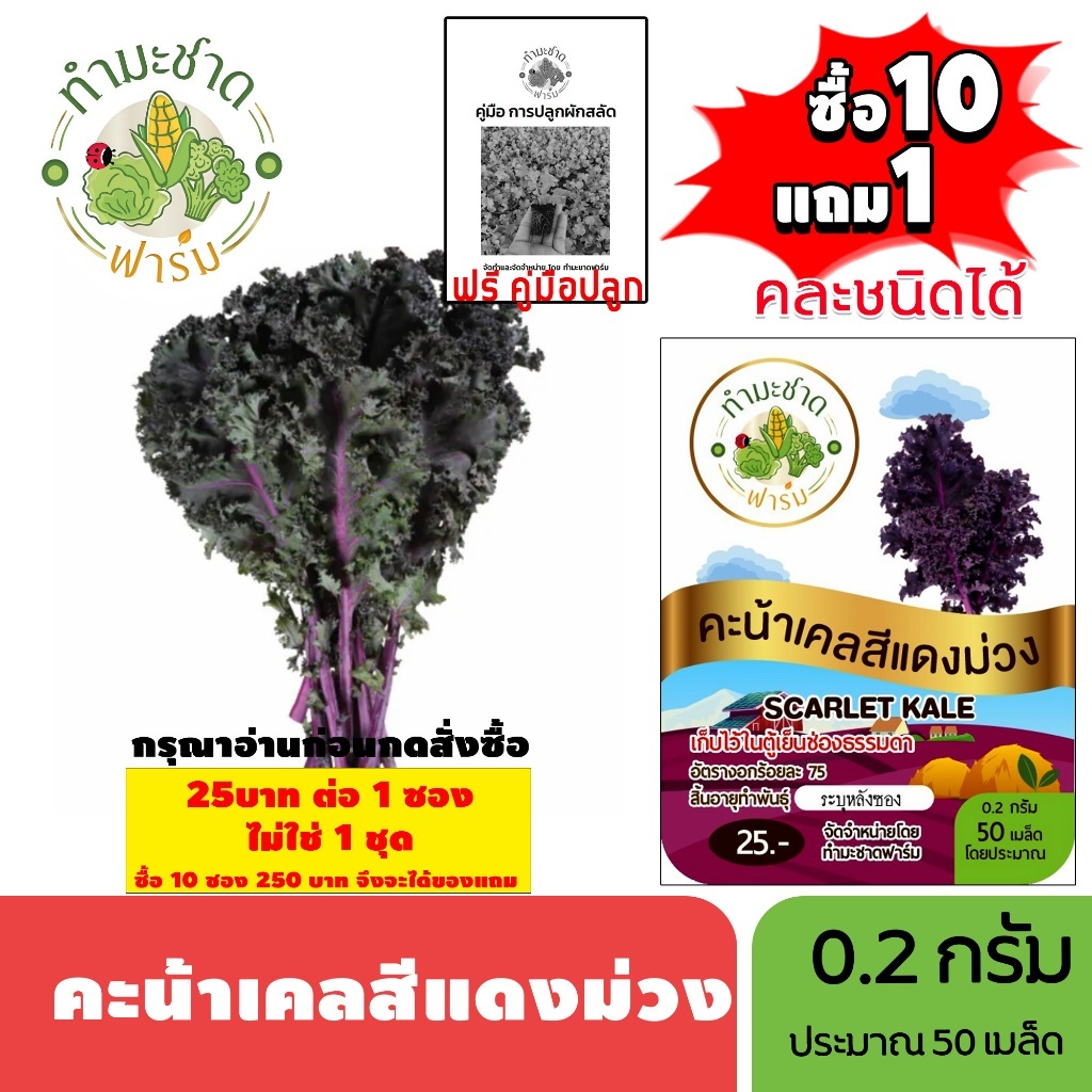 [1ซอง] ทำมะชาดฟาร์ม (ซื้อ10แถม1) เมล็ดพันธุ์ คะน้าเคลสีแดงม่วง  ขนาด0.2กรัม ประมาณ50เมล็ด SCARLET KALE เคล ผักสลัด เมล็ด