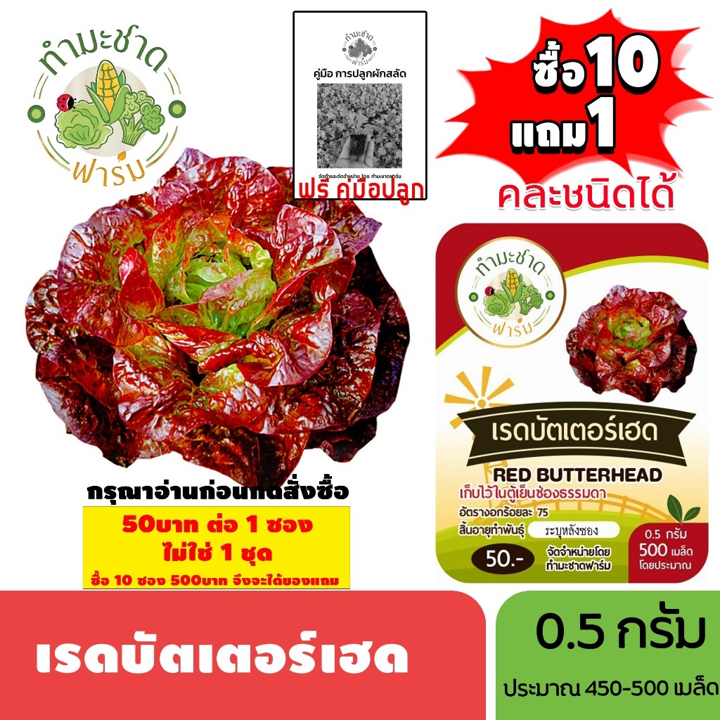 [1ซอง] ทำมะชาดฟาร์ม (ซื้อ10แถม1) เมล็ดพันธุ์ เรดบัตเตอร์เฮด ขนาด0.5กรัม ประมาณ500เมล็ด RED BUTTERHEAD ผักสลัด เมล็ดพันธุ