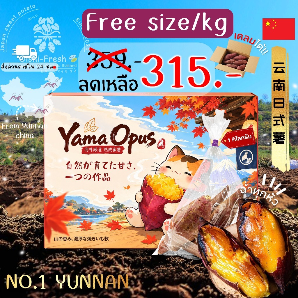 Oishi-Fresh 🇨🇳 มันหวานญี่ปุ่นเบนิฮารุกะ Yunnan จากประเทศจีน คัดพิเศษ 1 กิโลกรัม หวาน หอม เนื้อเหลือง ละลาย จัดส่ง 24 ชม.