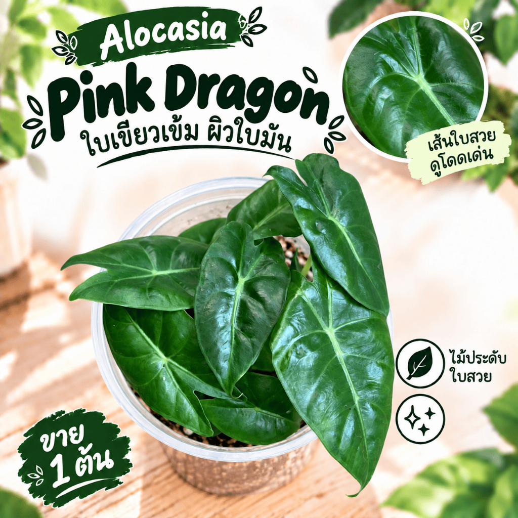Alocasia Pink Dragon | ต้นไม้อนุบาล 1 ต้น ไม้กระถาง ถอดกระถางห่อสแฟกนั่มมอสส่ง | สามารถพาน้องออกไปเติบโตได้เลยค้าาาา