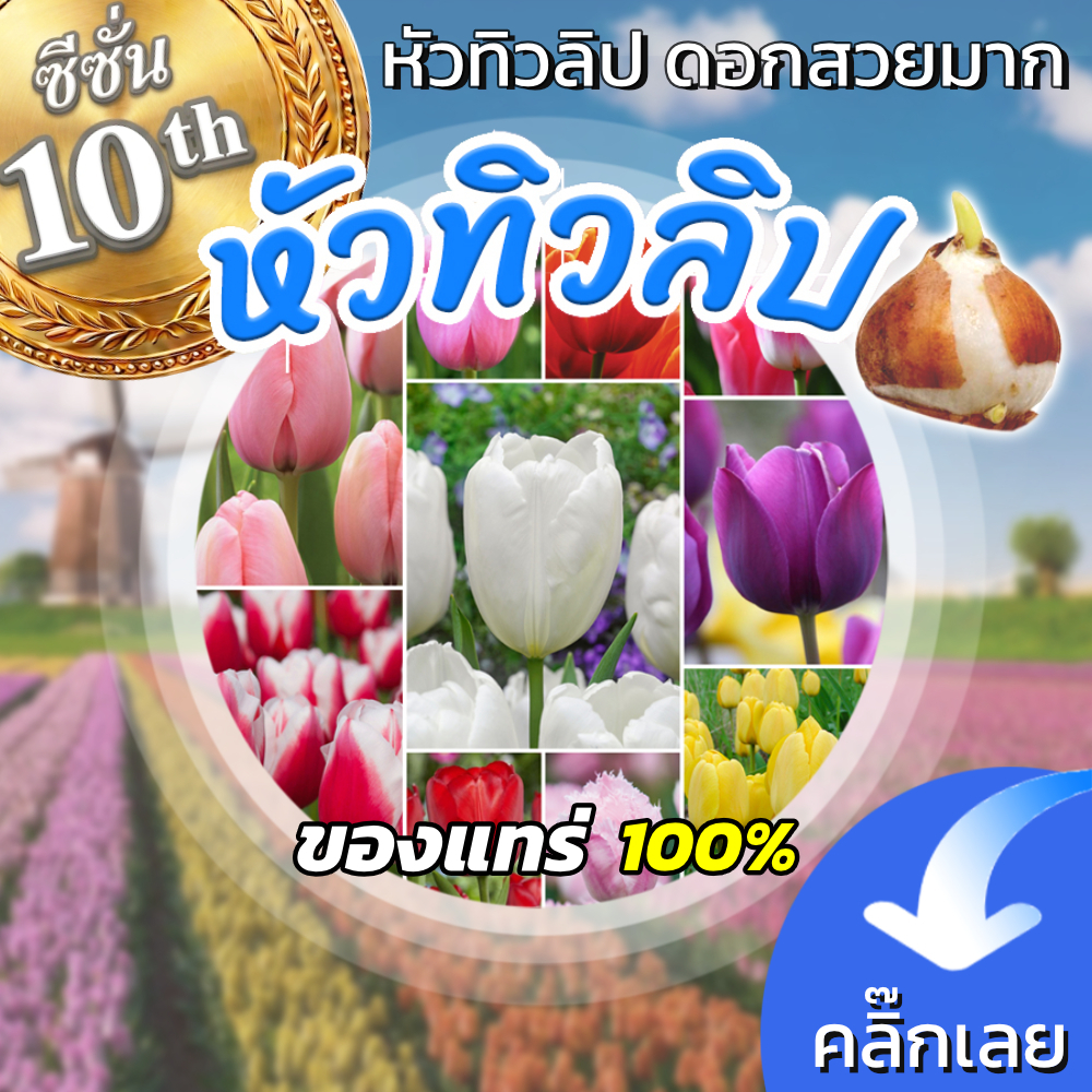[พร้อมส่ง] หัวทิวลิป ดอกสวยมาก มีหลายสีให้เลือก Wanthai ขายหัวลิลลี่ ทิวลิป ปลูก ไฮยาซิน