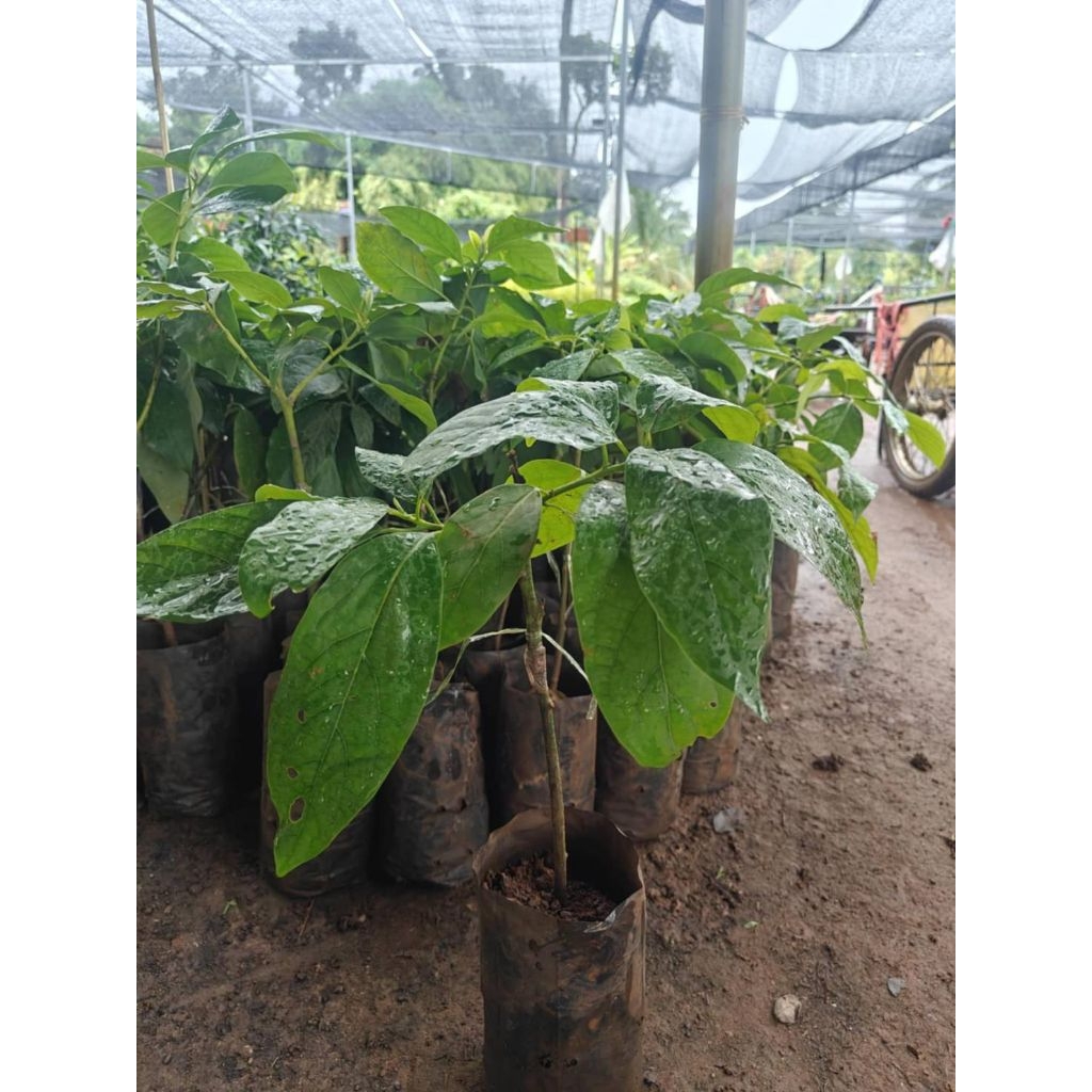 ต้นอโวคาโด034ซื้อ5แถม1