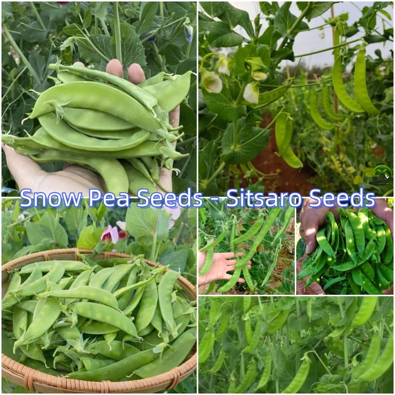 เมล็ด : เมล็ดถั่วหิมะ Green Peas Snow Peas Seeds   ถั่วลันเตาหิมะ เมล็ดถั่วลันเตา เมล็ดผัก เมล็ดพันธ