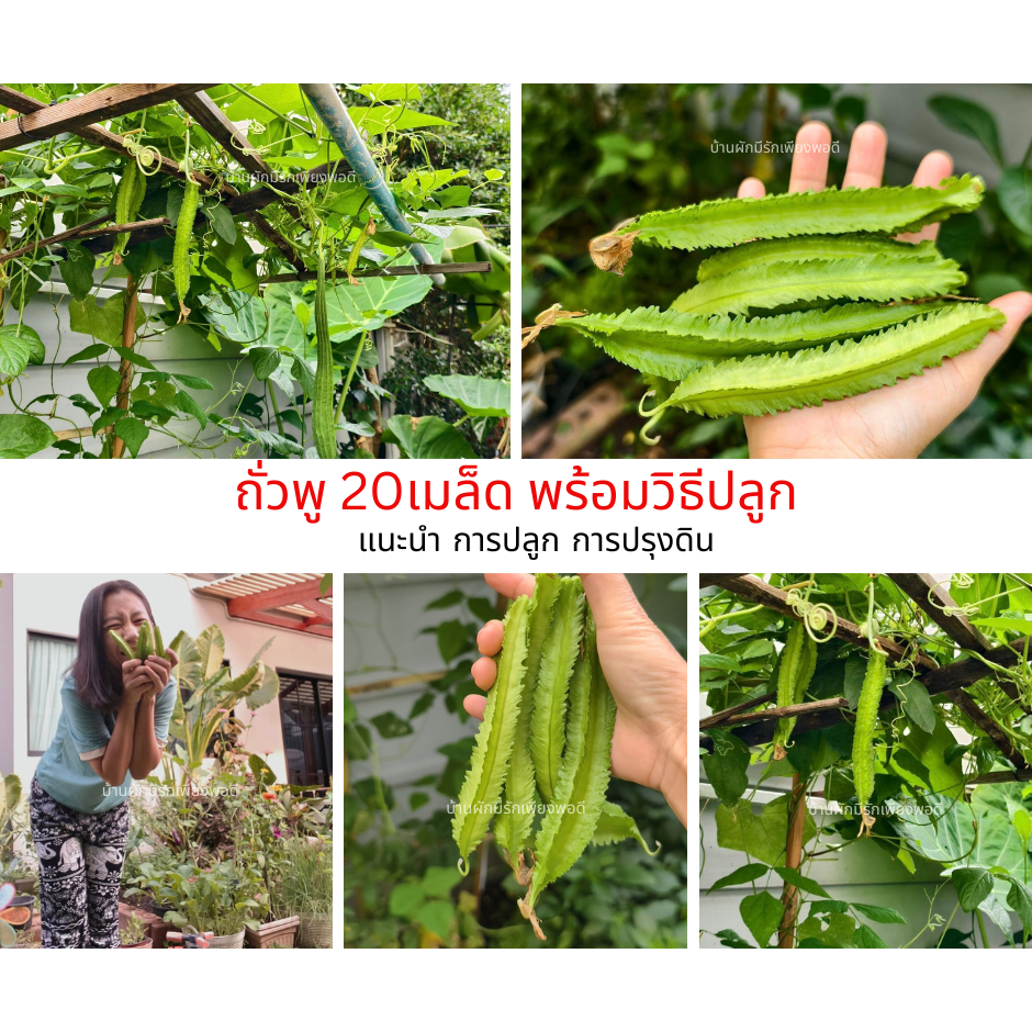 เมล็ดถั่วพูปลูกง่ายงอกไว 15-20 เมล็ด