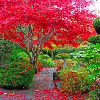 10 เมล็ด Acer palmatum เมเปิ้ลญี่ปุ่น Japanese maple