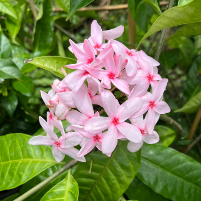 พุดพวงดวงใจ พุดชมพู ดอกเป็นพวง สีชมพูสวยสดใสมาก Pink Kopsia, Pink Gardenia, Shrub Vinca