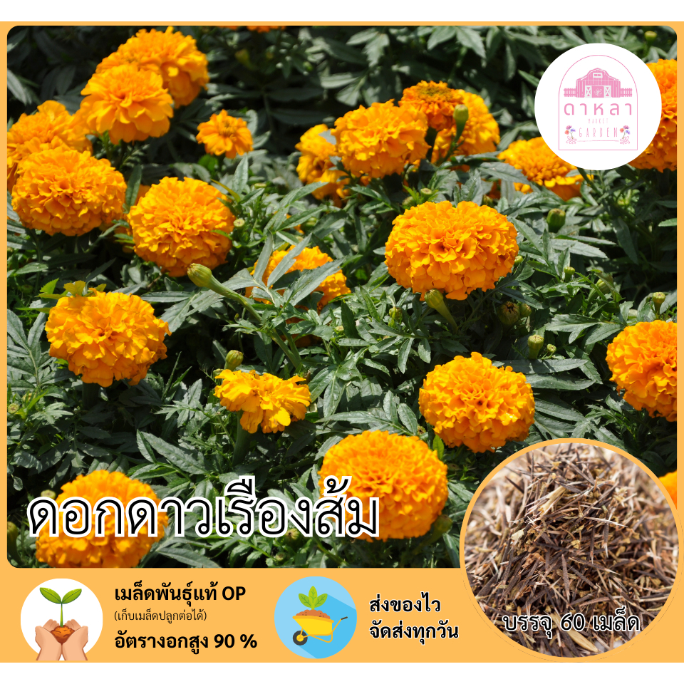 ดาวเรืองส้มล้วน 60 เมล็ด